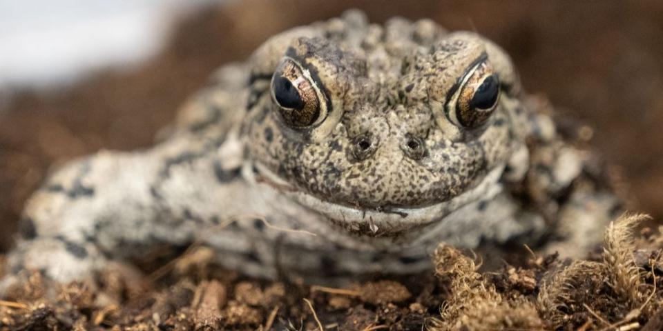Image shows a toad in the soil.