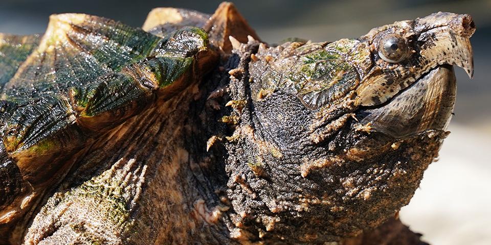 An Alligator Snapping Turtle viewed from the side.