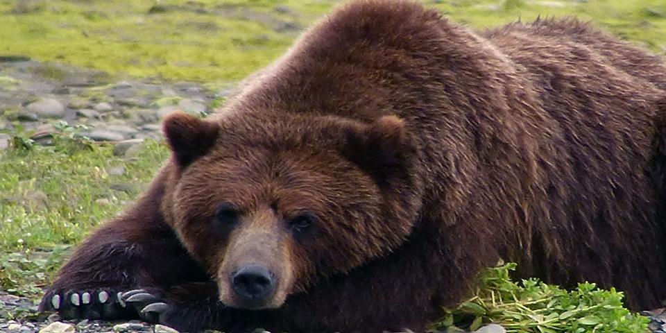 A large resting bear.