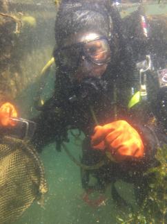 A picture of a scuba diver with a net collecting weeds.