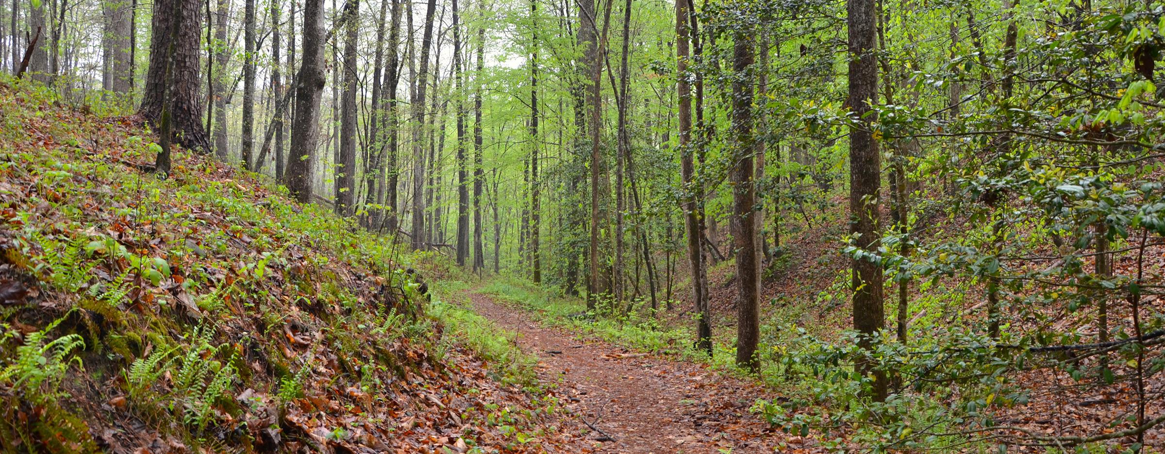 wet damp forest with trail going through it