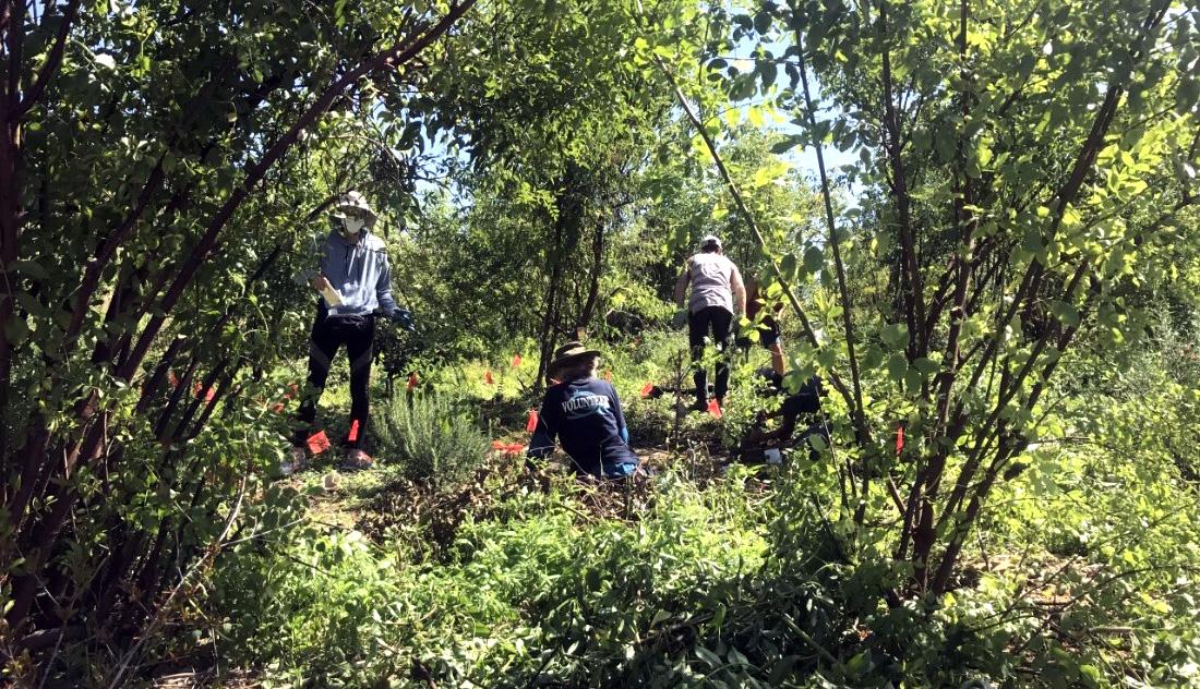 A group of three people doing work in a green space.