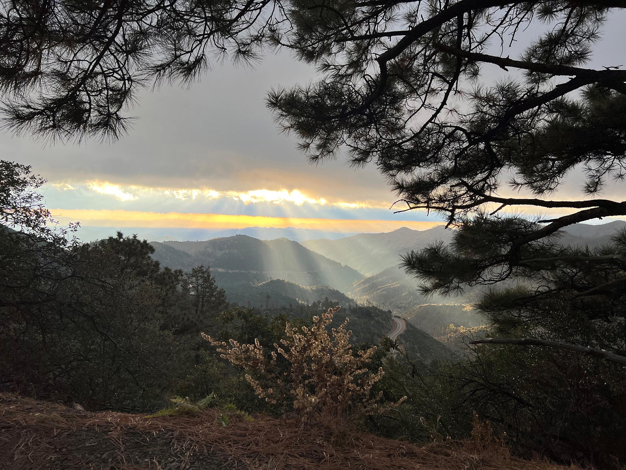 Image shows a sunrise breaking through clouds over a series of rolling mountains, seen through the branches of a pine tree.