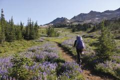 A scenic picture of a person hiking a trail with trees and flowers on each side with mountain peaks in the background.