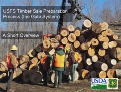 Four workers wearing personal protective equipment standing next to a pile of cut trees, with a log moving machine preparing to move logs in the background.