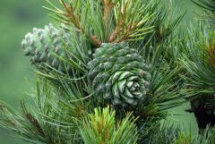 Two green pine cones attached to a pine needle covered branch.