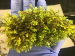 A picture of a large, green moss bunch in a palm of a person's hand.