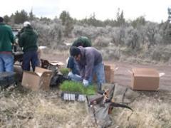 A group of people planting wild rye on the Crooked River National Grasslands