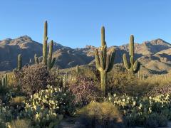 Desert landscape with cacti on the forefront