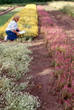 Kneeling woman tends to flowers