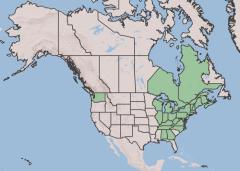 USDA Plants Database range map showing the locations in North America where the Flowering Raspberry plant can be found. Washington State and primarily the eastern part of the continent.