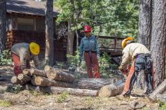 Three people wearing personal protective gear cutting logs under the Ancestral Lands Crew at Dairy Springs project, Coconino National Forest