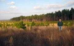 A landowner walking through a stand of new young pine trees.  A full grown pine tree stand shows close behind.
