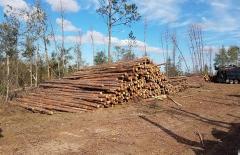 A large stack of cut pine trees harvested after a hurricane
