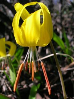 Closeup of the Yello Avalance Lily flower.