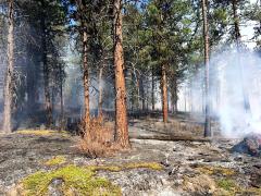 Lingering smoke in a forest from a controlled burn.