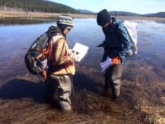 Two USDA Forest Service scientists standing in a water filled marsh looking for Oregon Spotted Frog egg masses in the water.