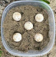 Five gopher tortoise eggs are in a plastic bowl
