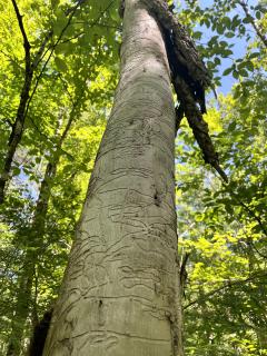 Black ash scarred with the feeding galleries of emerald ash borer etched all the way up its trunk.
