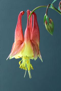 Closeup of the Red or Eastern Columbine flower.