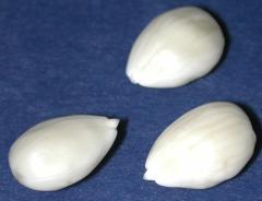 Three seed embryos