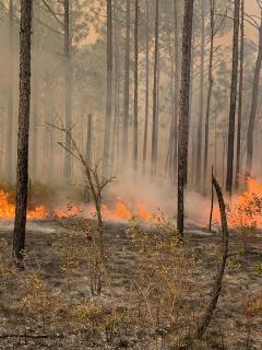 Prescribed fire burns leaves and other forest floor fuels to reduce the intensity of future wildfires.