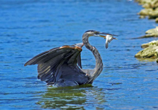 Crane Eating Fish