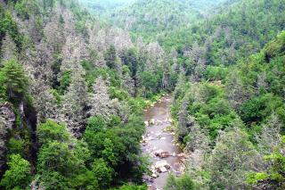 A picture of a dense forest with a river flowing between.