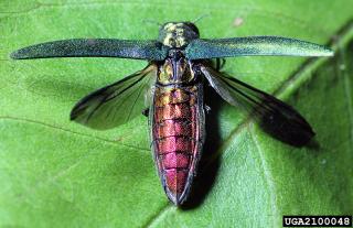 Invasive Species | US Forest Service Invasive Species | US Forest Service