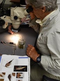 FS scientist looking through a microscope