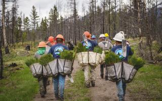 A picture showing several forest workers walking on a trail carrying bags full of tree seedlings ready to be planted.
