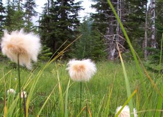 A forest wetland meadow with green grass, flowering plants, and a tall evergreen forest in the background.