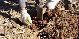 Hands pulling weeds