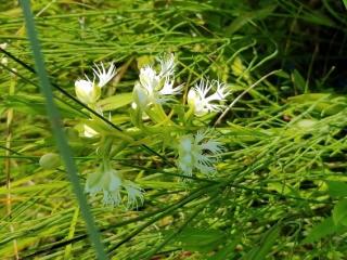 white flower