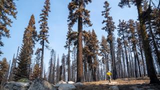 A picture of an area of the Caldor fire in California with a Forest Service employee standing amongst a large stand of very tall pine trees.