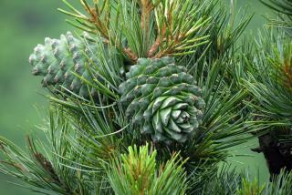 Two green pine cones attached to a pine needle covered branch.