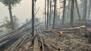 A picture of a burned area in a forested hillside.