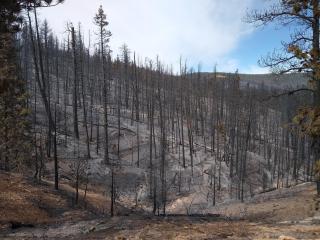 A picture of a burned forested area.