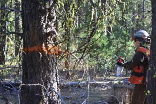 A forest work marking a tree in a forest by painting a line around a tree.
