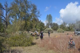 Participants at North Fork Mono Tribe's cultural burns clear and pule brush around oaks, while a basket weaver on the right gather's long shoots.