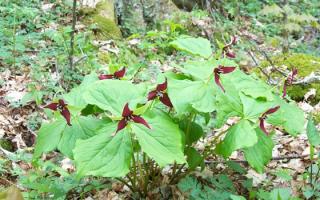 A large clump of Red Wake Robins (Trillium erectum) in the Appalachian Mountains.