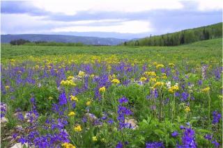 Larkspur and groundsel. Photo by Teresa Prendusi.