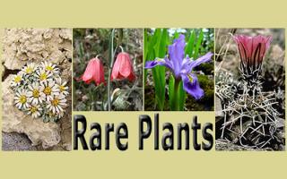 Four plants on a creme colored background above text "Rare Plants"