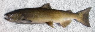 A close-up picture of a Chinook salmon.