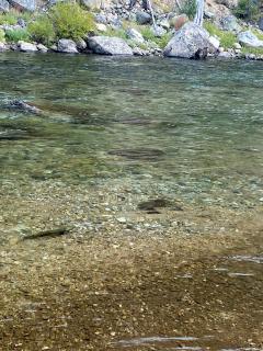 A picture of small swimming in a river.