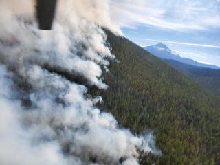 Aerial view of a Forest partially covered with smoke