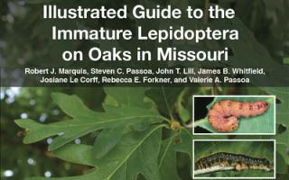 Publication cover of Illustrated Guide to the Immature Lepidoptera on Oaks in Missouri