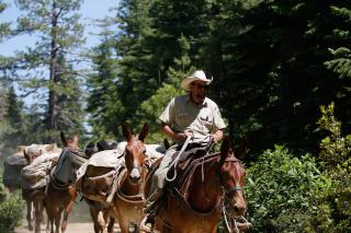 Erik Cordtz, leads a string of pack mules into the Trinity Alps Wilderness.