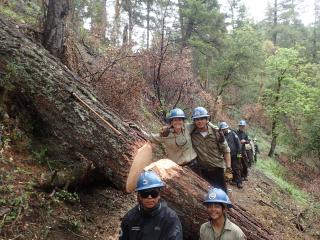 Crew members pose next to a log that they cut using a hand saw.