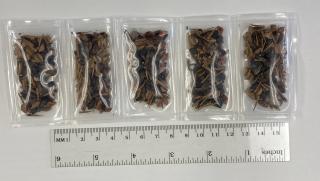 Tree seeds packaged so they can be launched into space.
